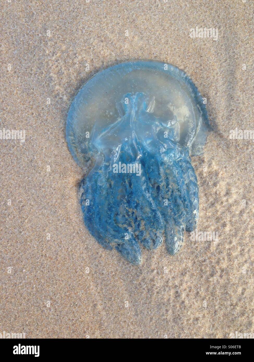 bioluminescent jellyfish on beach