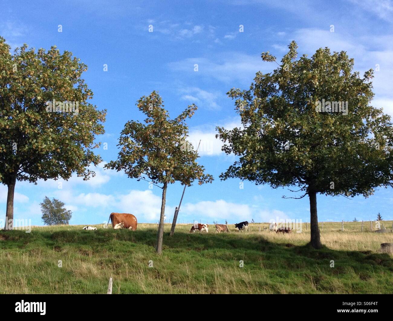 Cows grazing by Hirschberg, Allgäu, Bavaria, Germany. August 2014. Stock Photo