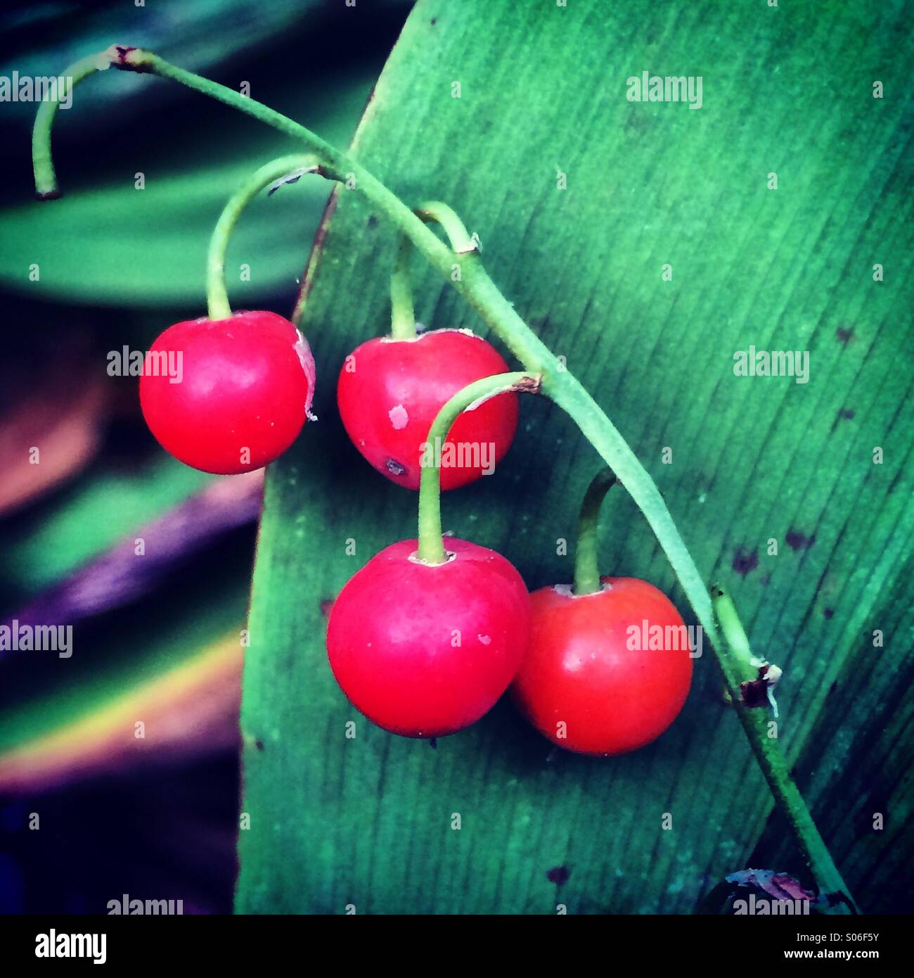 Lily of the Valley's Poisonous Berries Stock Photo Alamy