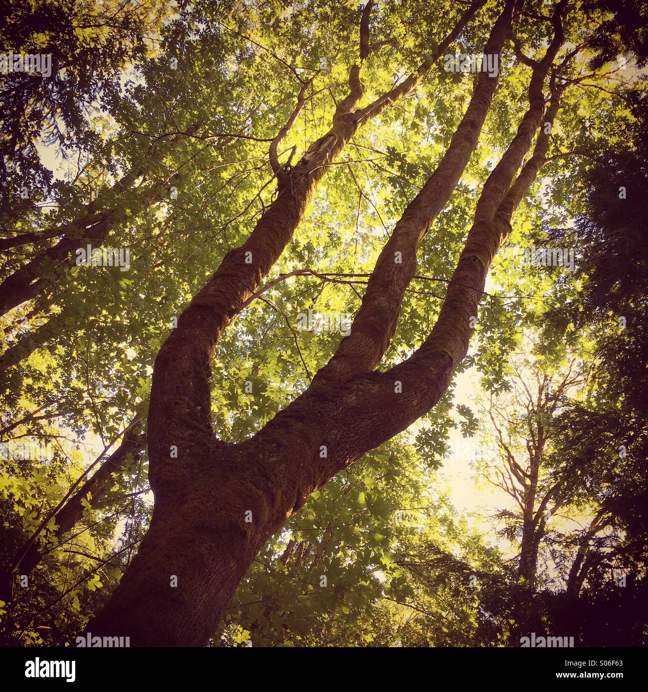 Field Maple Key Bigleaf maple key hi-res stock photography and images - Alamy