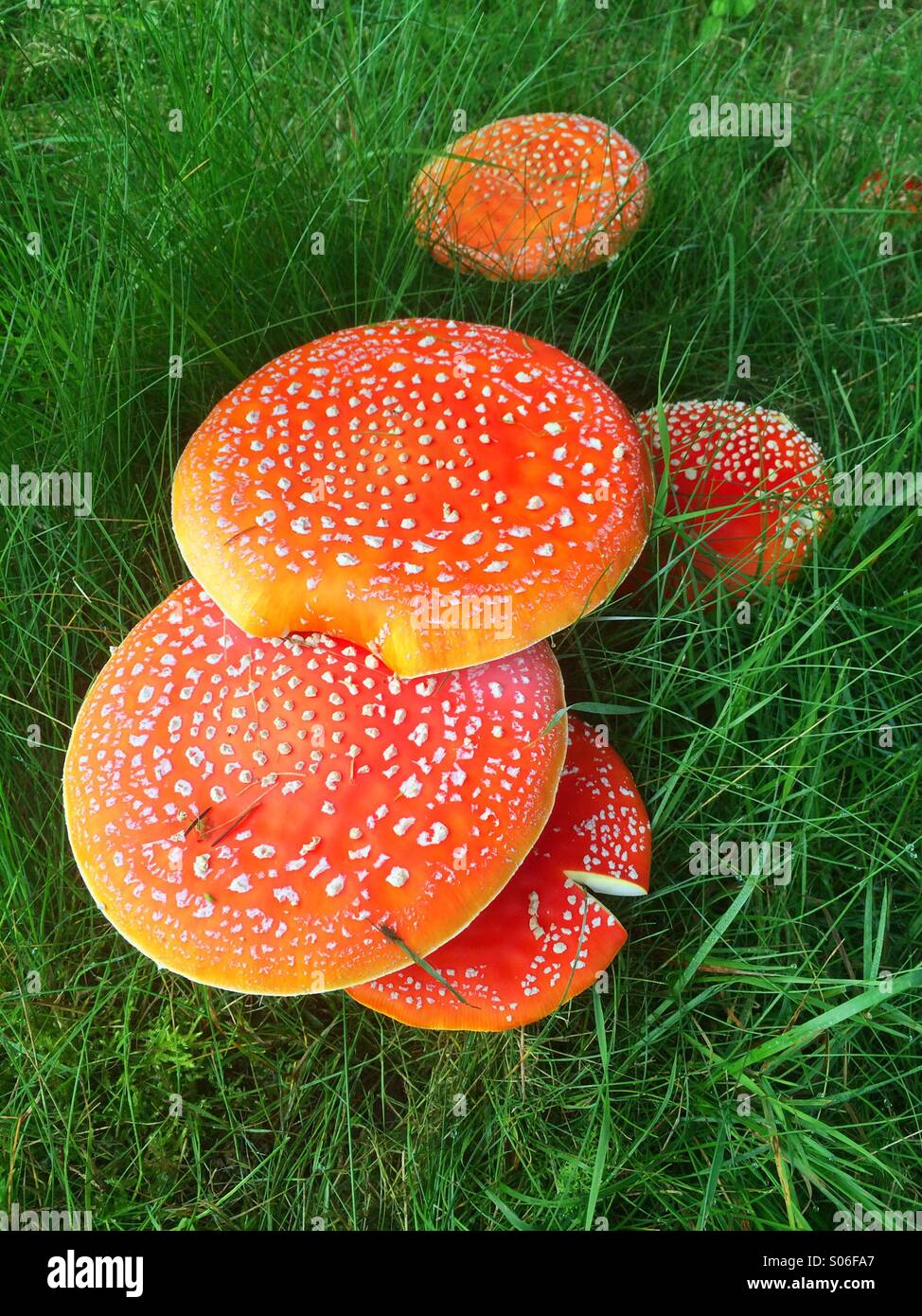 Toxic mushrooms in the green grass - Smartphone Captured Stock Image