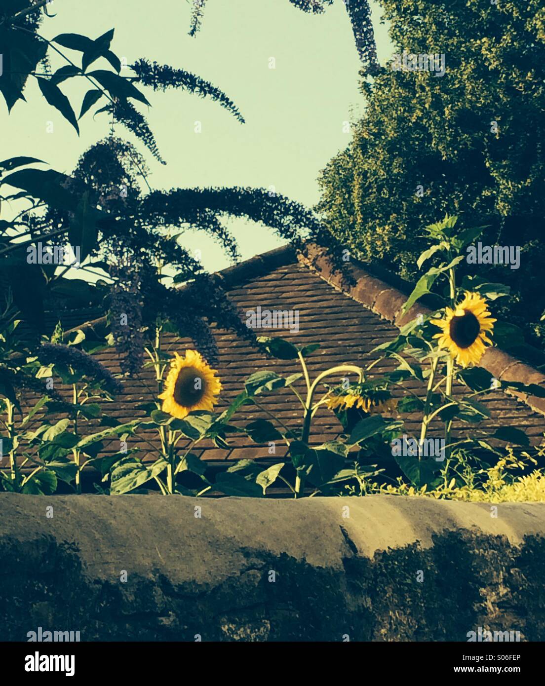 Sunflower Roof Stock Photo