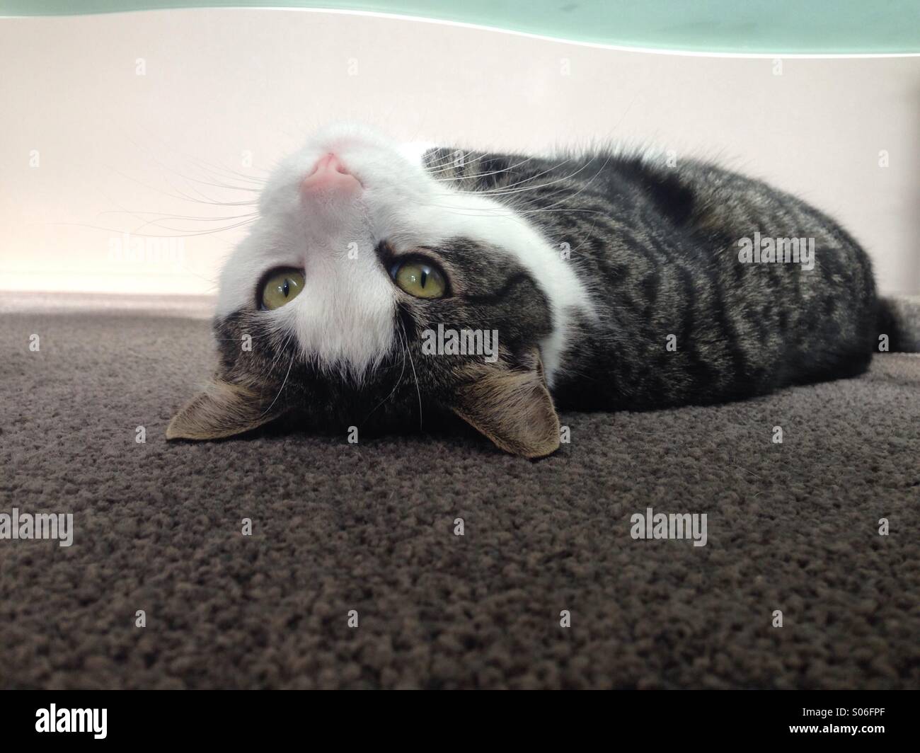 Cat upside hires stock photography and images Alamy