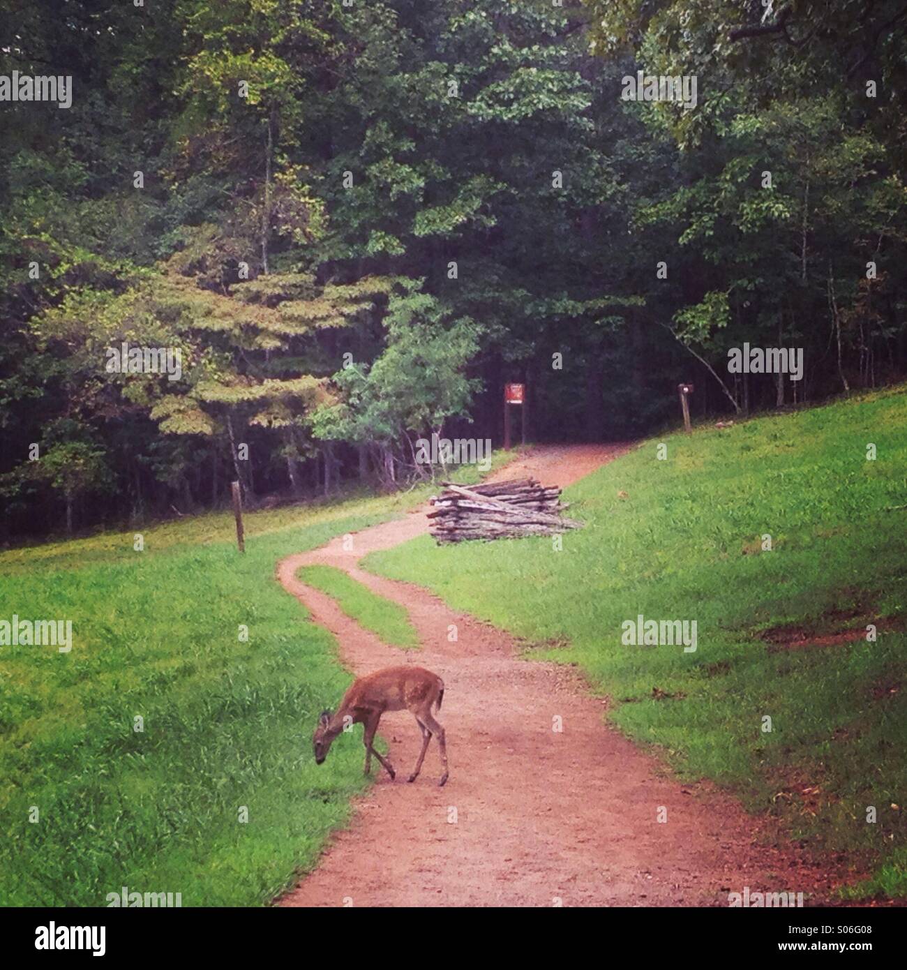 Deer on the trail Stock Photo Alamy