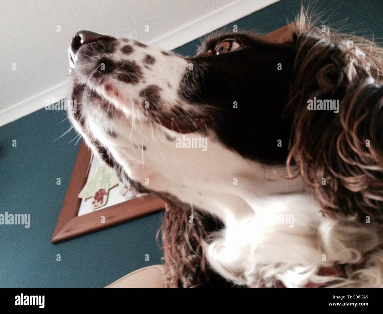 Alert spaniel watches the door - Smartphone Captured Stock Image
