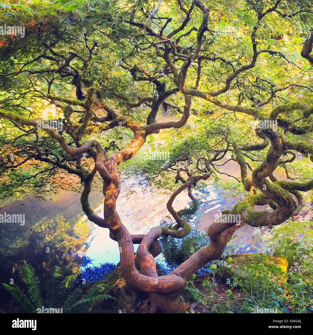 Japanese Maple, autumn, Kubota Gardens, Seattle Stock Photo