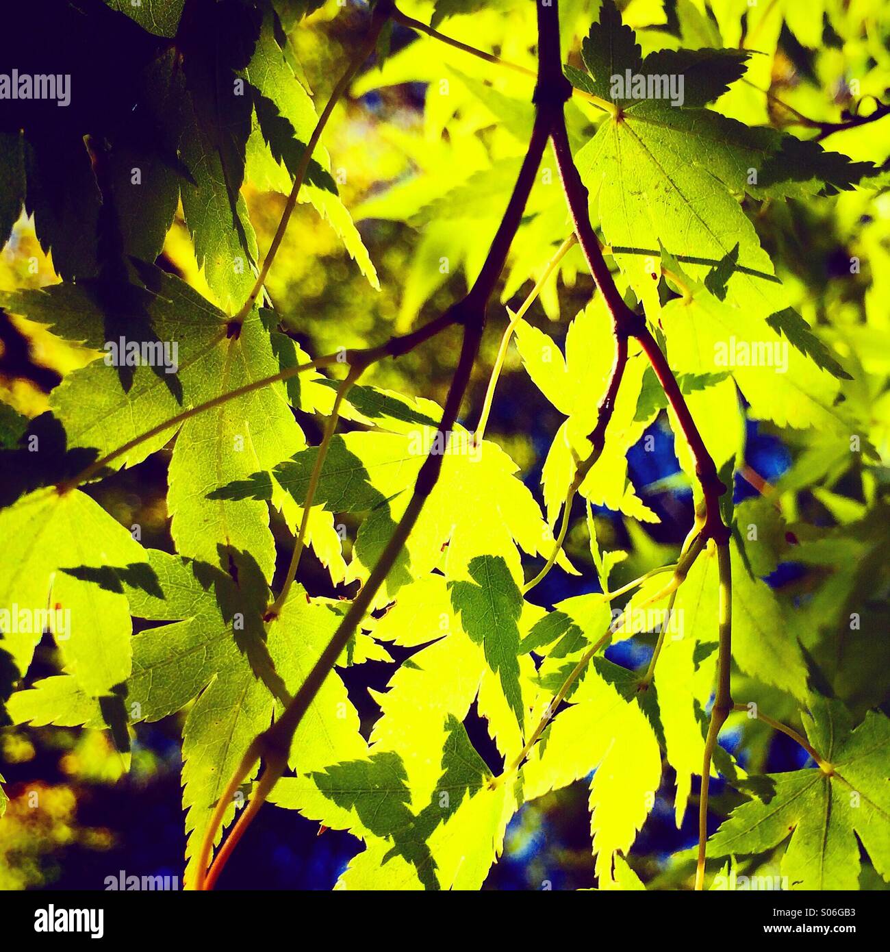 Maple leaves, Japanese Garden, autumn, Kubota Gardens, Seattle Stock Photo
