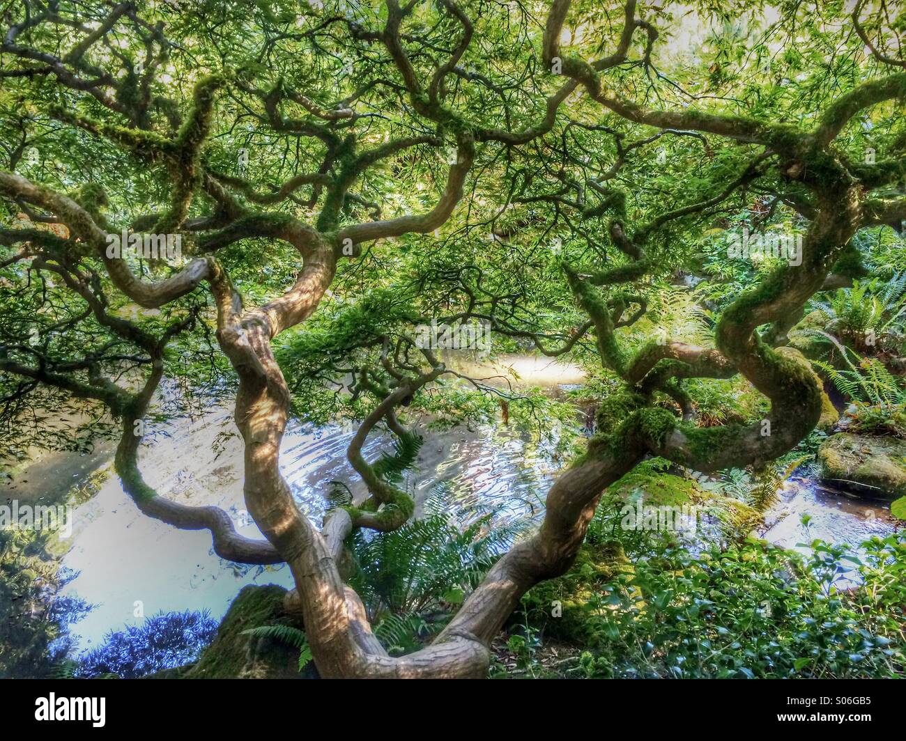 Japanese Maple, Japanese Garden, autumn, Kubota Gardens, Seattle - Smartphone Captured Stock Image