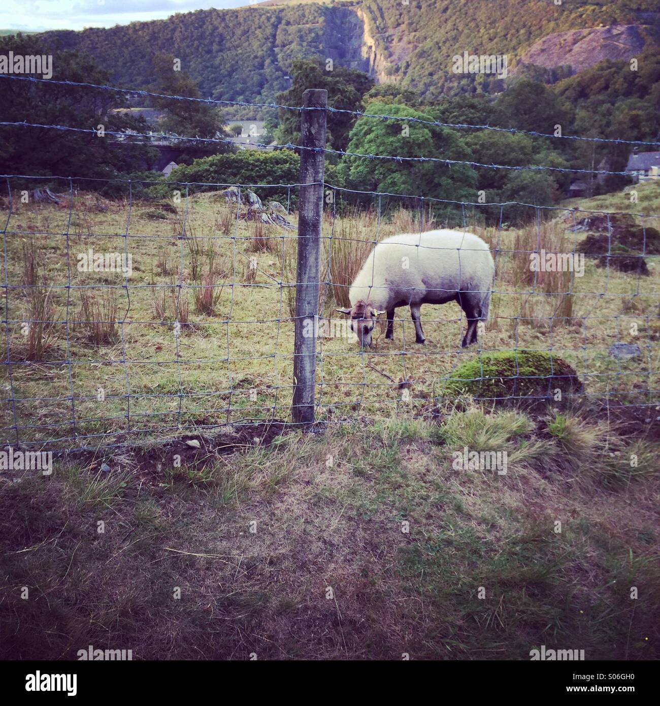 Sheep Stock Photo