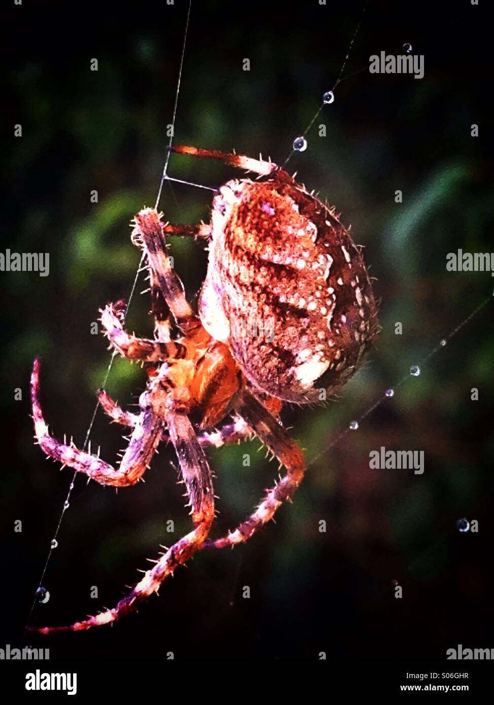 Garden spider and web - Smartphone Captured Stock Image