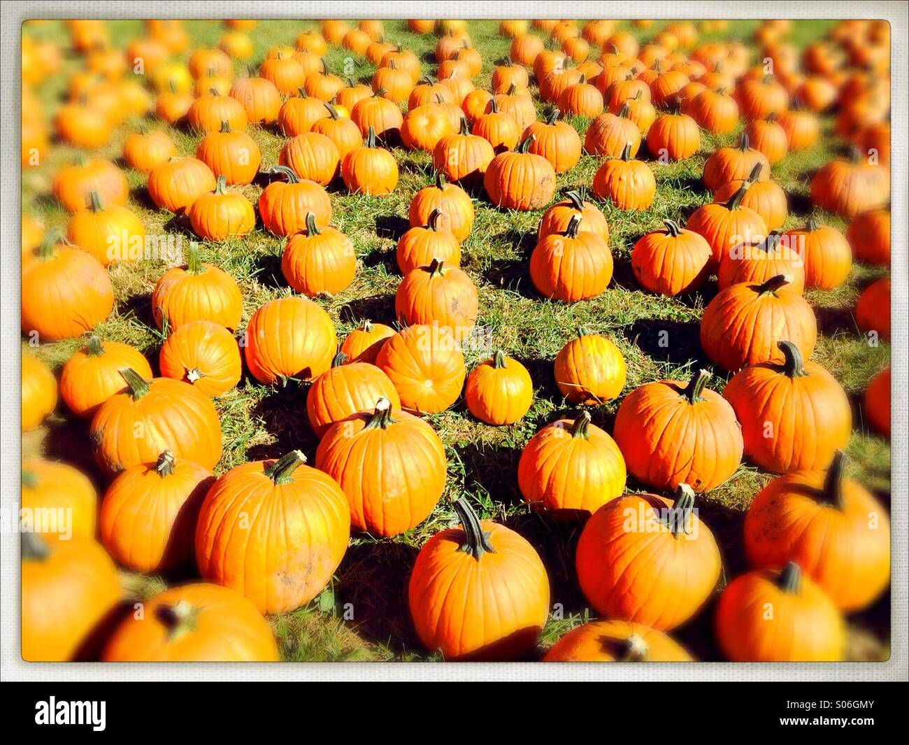 A field of pumpkins Stock Photo - Alamy