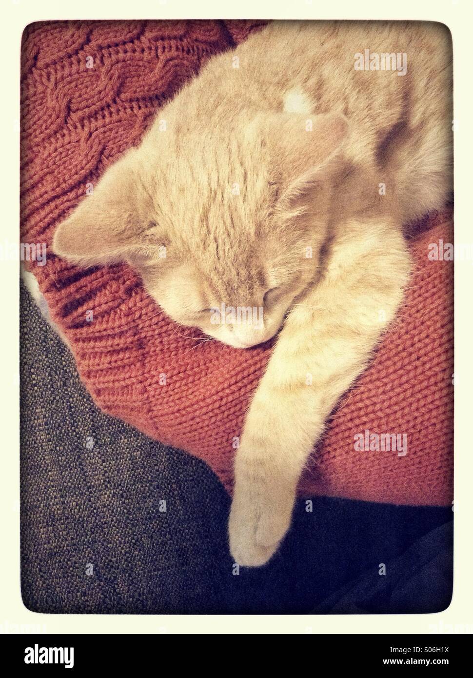 Kitten sleeping on red jumper Stock Photo