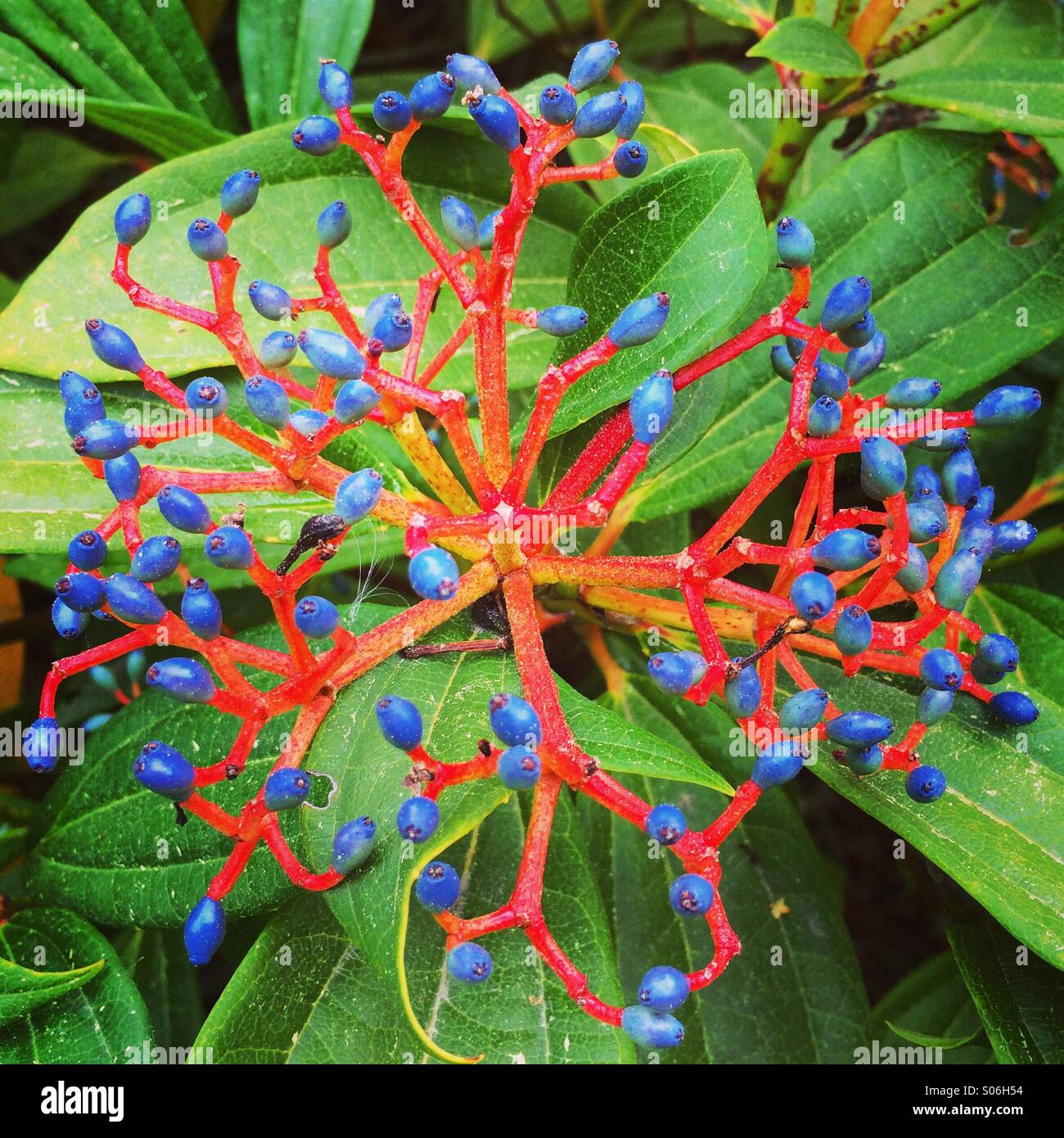 Seeds on garden shrub, Seattle, Washington - Smartphone Captured Stock Image