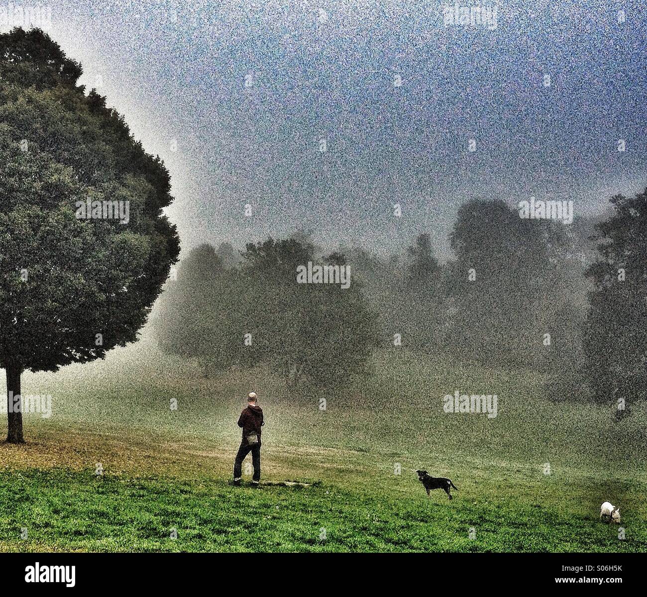 Man and his dogs next to a tree on a misty autumn morning Stock Photo
