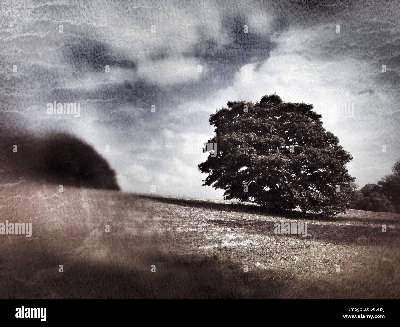 Solitary oak tree in field Stock Photo - Alamy