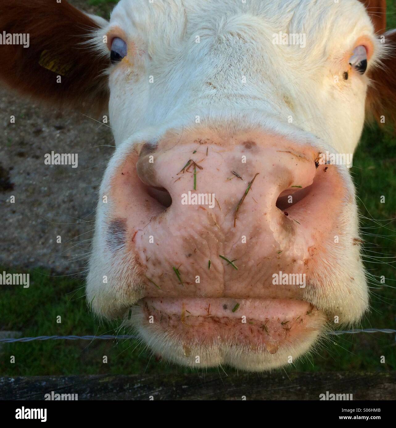 Cow Up Close High Resolution Stock Photography And Images Alamy