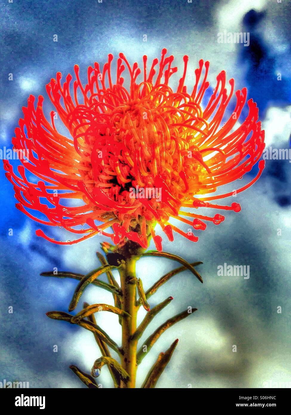 Protea flower - Smartphone Captured Stock Image