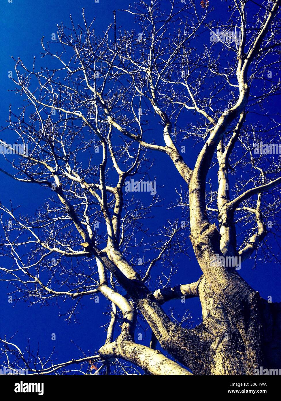 Winter sun shining on a leafless tree against the cold blue sky. - Smartphone Captured Stock Image