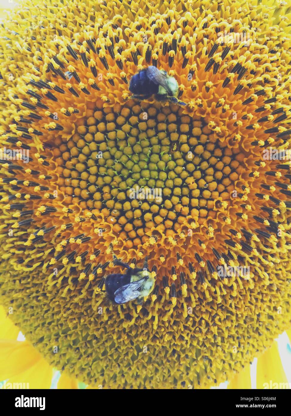 Bumble Bee Pollen High Resolution Stock Photography and Images - Alamy
