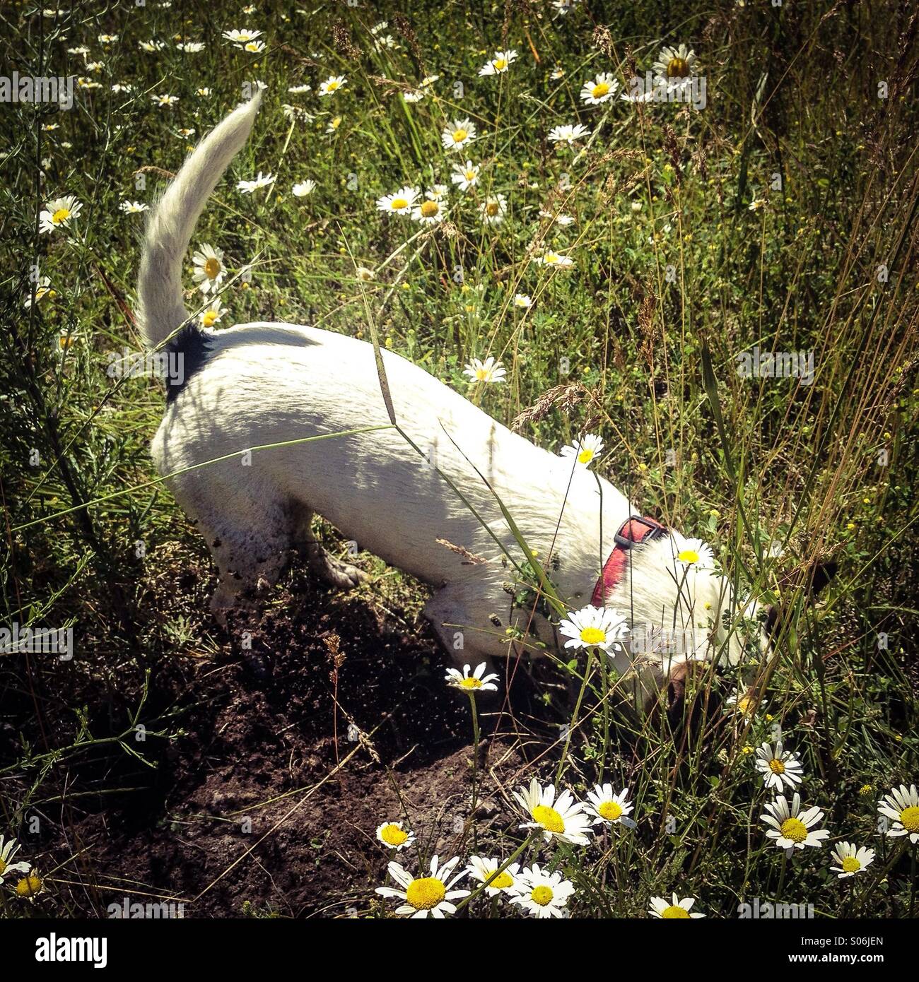 Jack Russell Terrier dog, in a field of wild flowers, feverishly digging away on a hunt, in pursuit of probably a rodent. Stock Photo