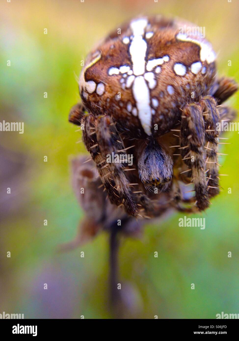 Macro view of a garden spider on lavender - Smartphone Captured Stock Image
