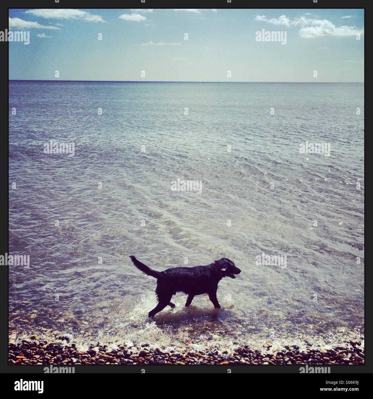 Dog paddling in sea Stock Photo Alamy