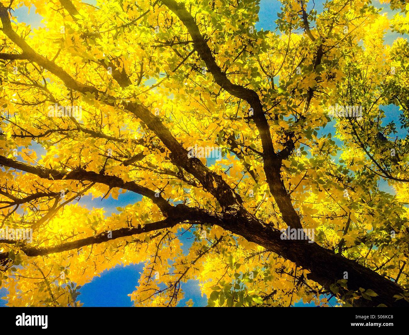 Leaves are turning yellow, contrasting the bright blue sky, welcoming the Fall. Looking up at a mature tree. - Smartphone Captured Stock Image