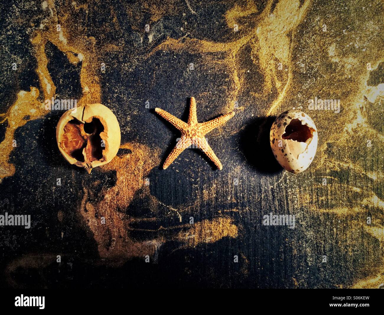 Starfish egg hires stock photography and images Alamy