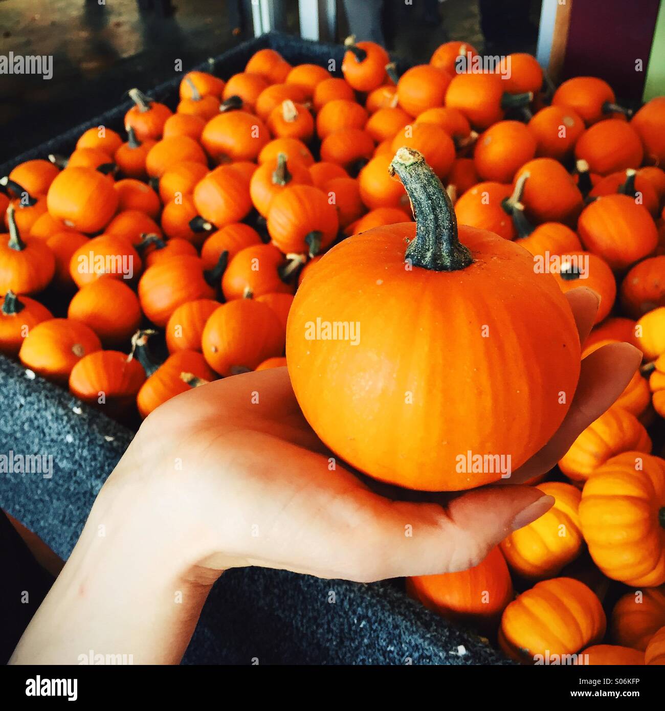 Female hand holding a small pumpkin over a bin of small pumpkins Stock Photo