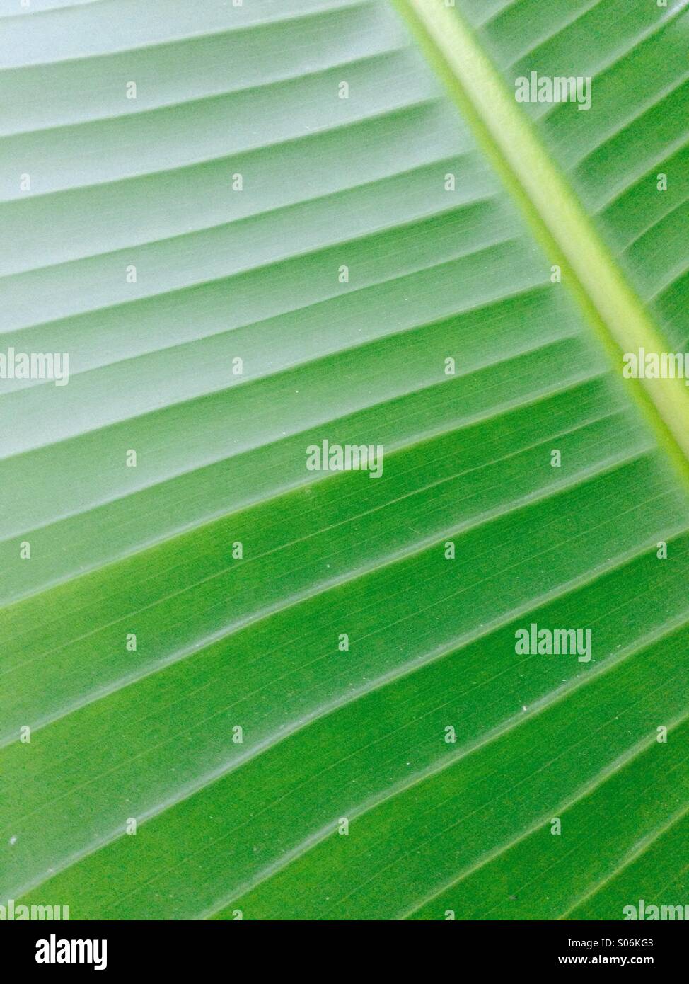 Palm leaf - Smartphone Captured Stock Image