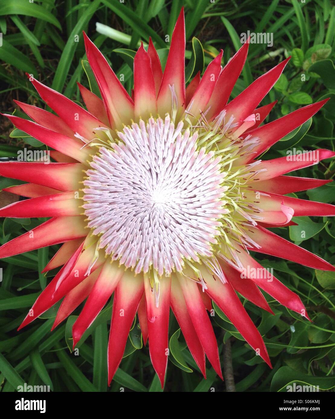 Close up of a king protea flower which is endemic to the Western Cape Province of South Africa. - Smartphone Captured Stock Image