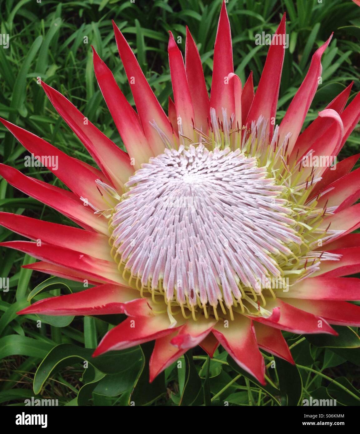 A king protea flower which is endemic to the Western Cape Province in South Africa. - Smartphone Captured Stock Image