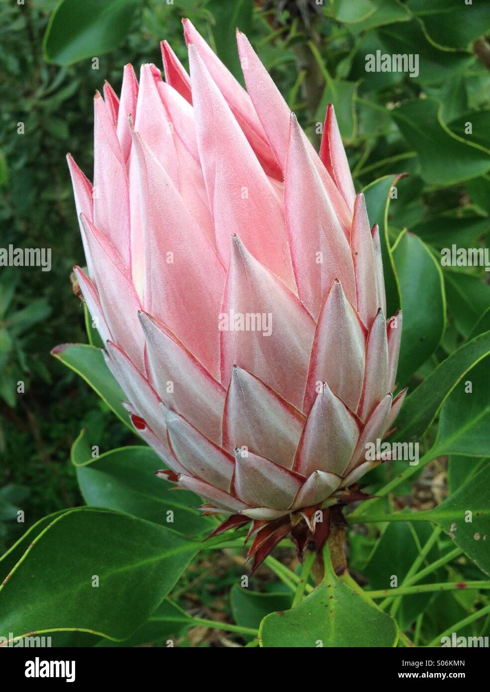 The bud of a king protea flower prior to blooming. - Smartphone Captured Stock Image