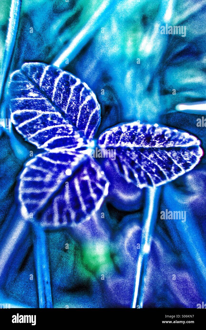 Blue effect on clover leaf - Smartphone Captured Stock Image