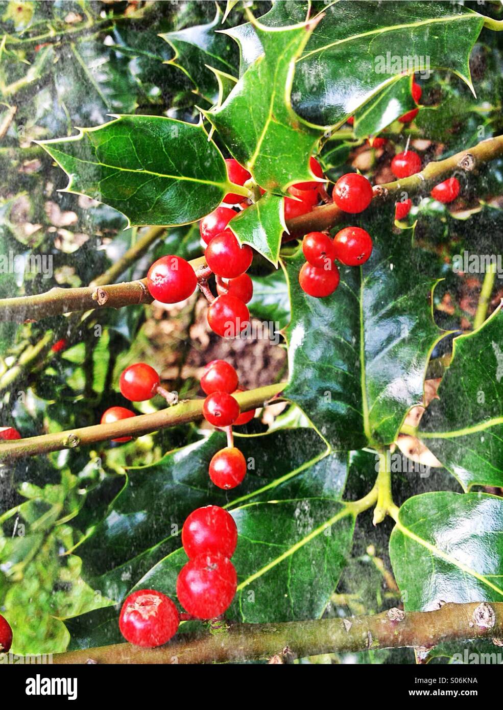 Holly bush with berries - Smartphone Captured Stock Image
