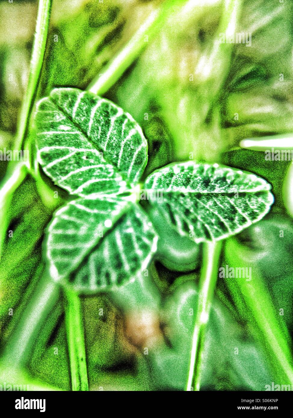Clover leaf - Smartphone Captured Stock Image