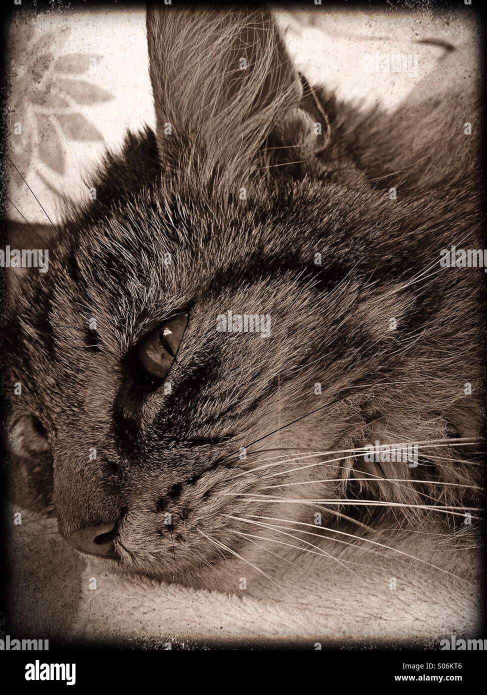 Relaxed cat - Smartphone Captured Stock Image