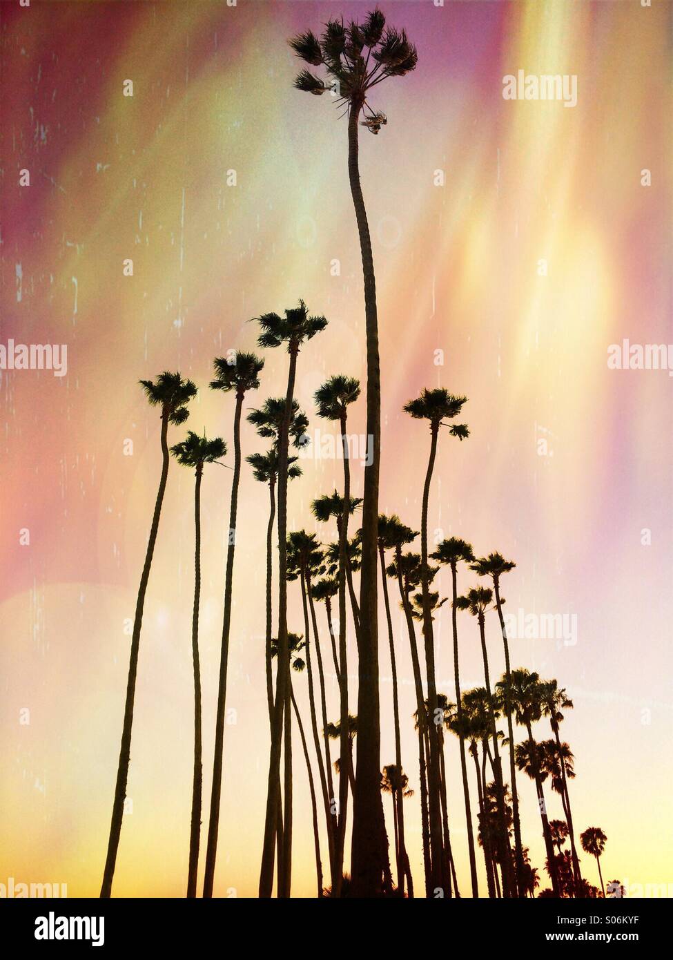 Palm trees with a dramatic sky background at East Beach, Santa Barbara, California Stock Photo