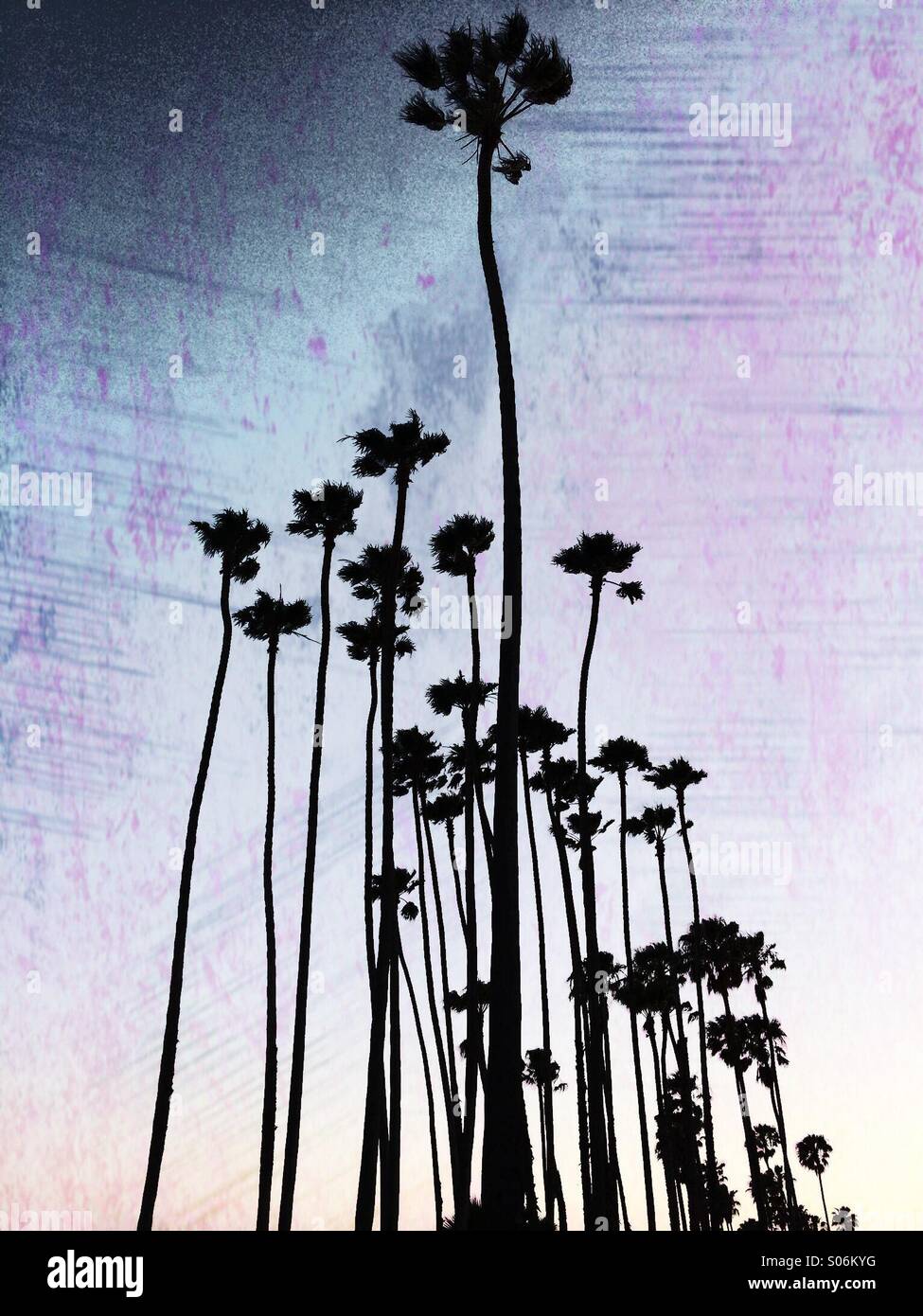 Palm trees at East Beach, Santa Barbara, CA - Smartphone Captured Stock Image