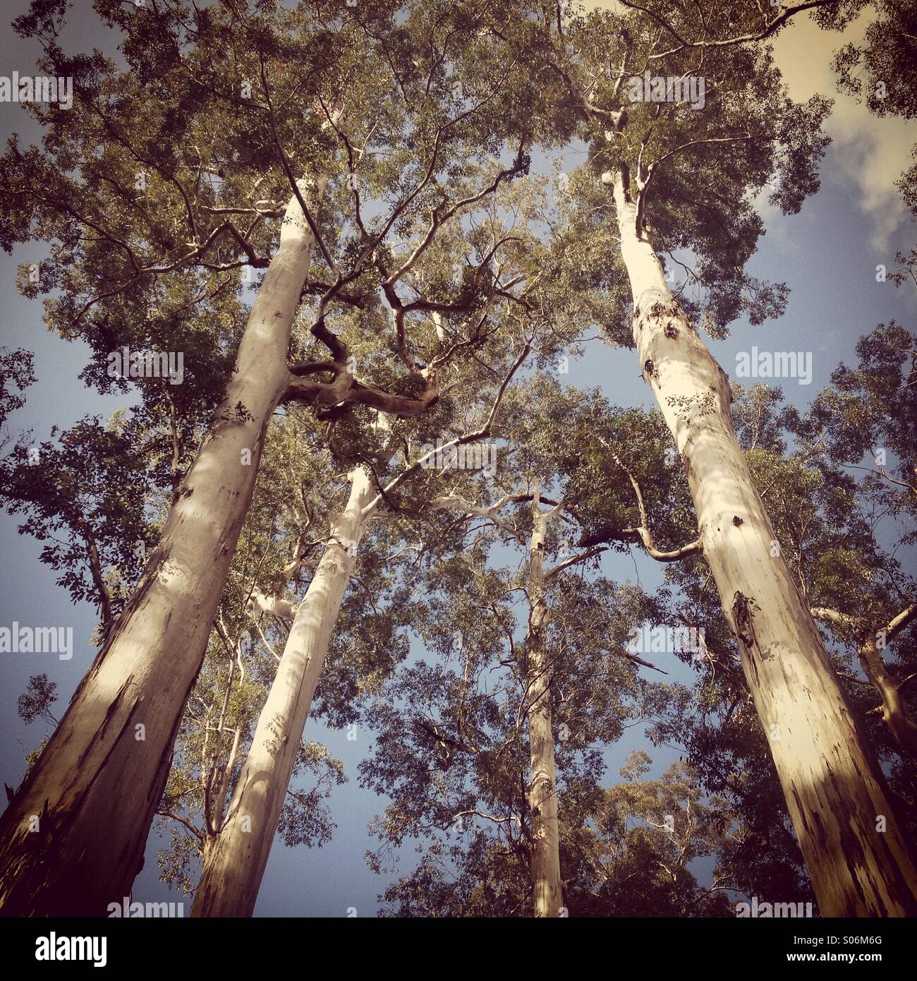 Giant 'Karri' trees, (Eucalyptus diversicolor). Big Tree Grove, nearly 300 feet tall. Western Australia Stock Photo