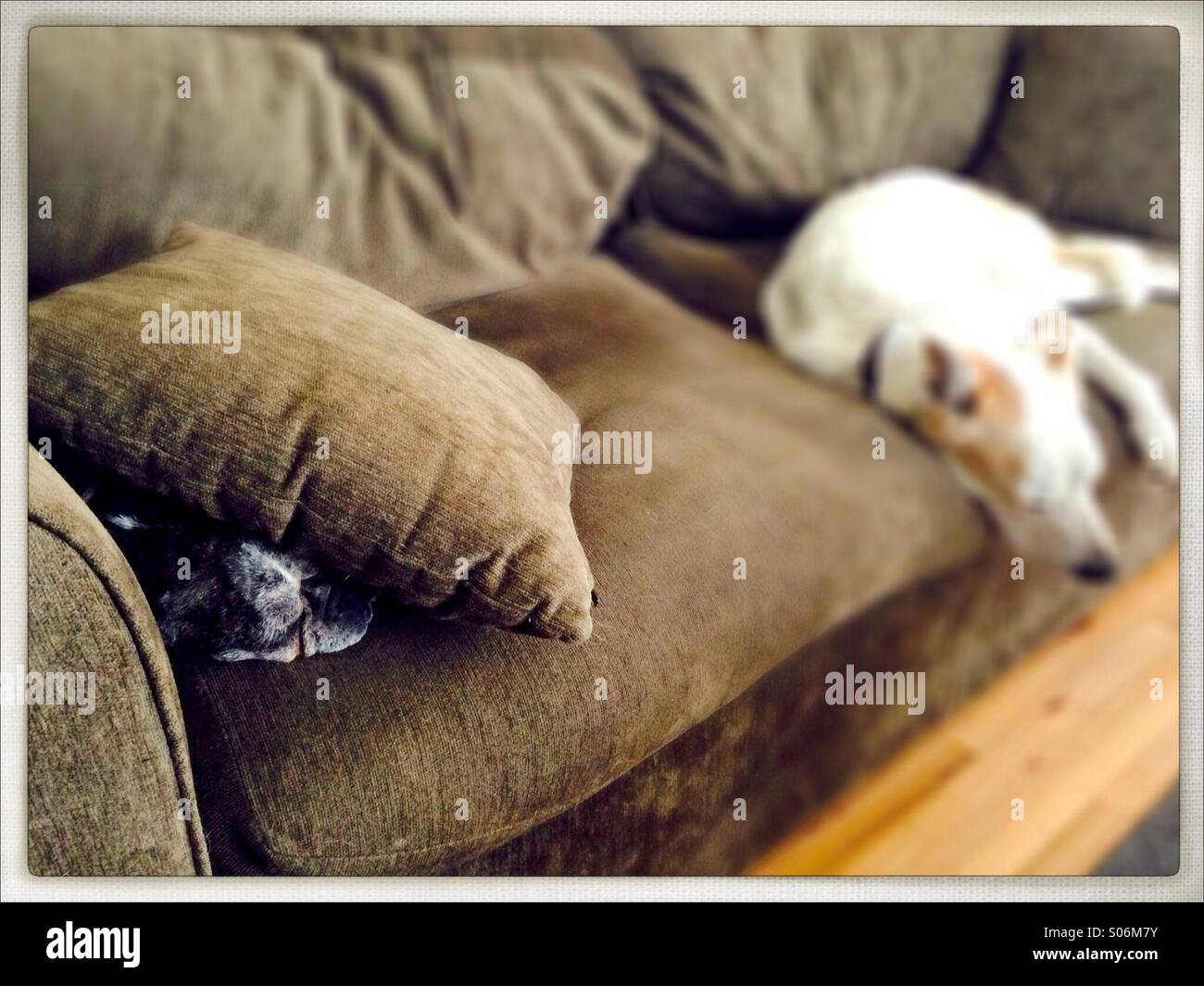 Hiding under couch hires stock photography and images Alamy