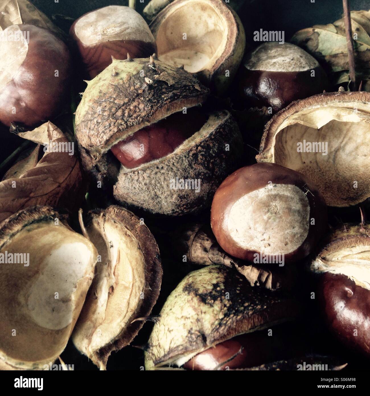 Autumn Chestnuts Fallen Stock Photo - Alamy