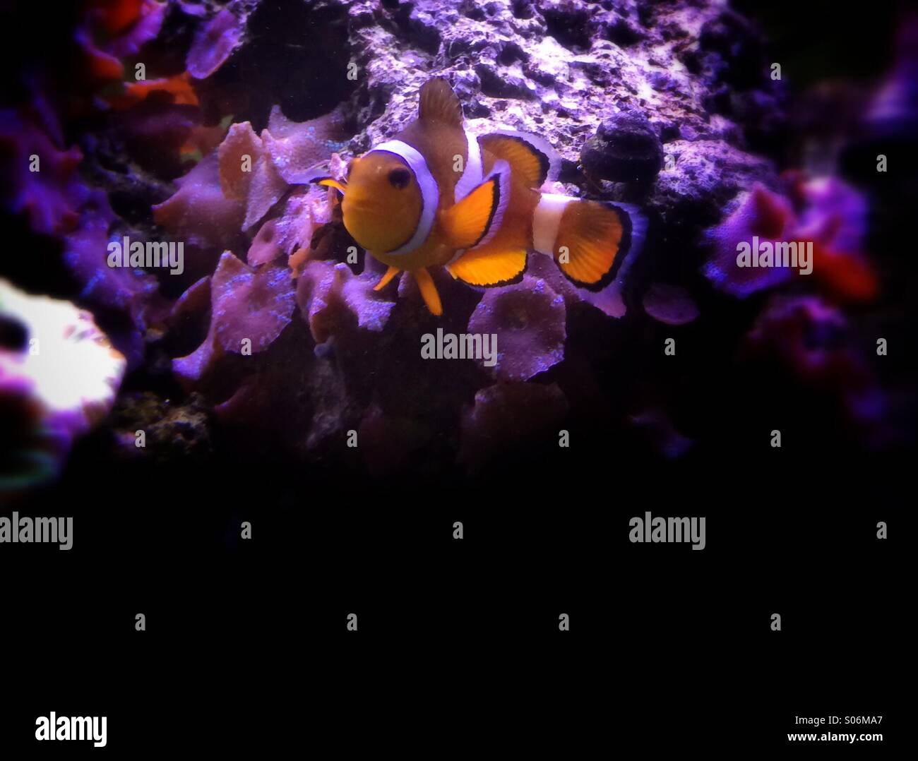 Clownfish in aquarium - Smartphone Captured Stock Image