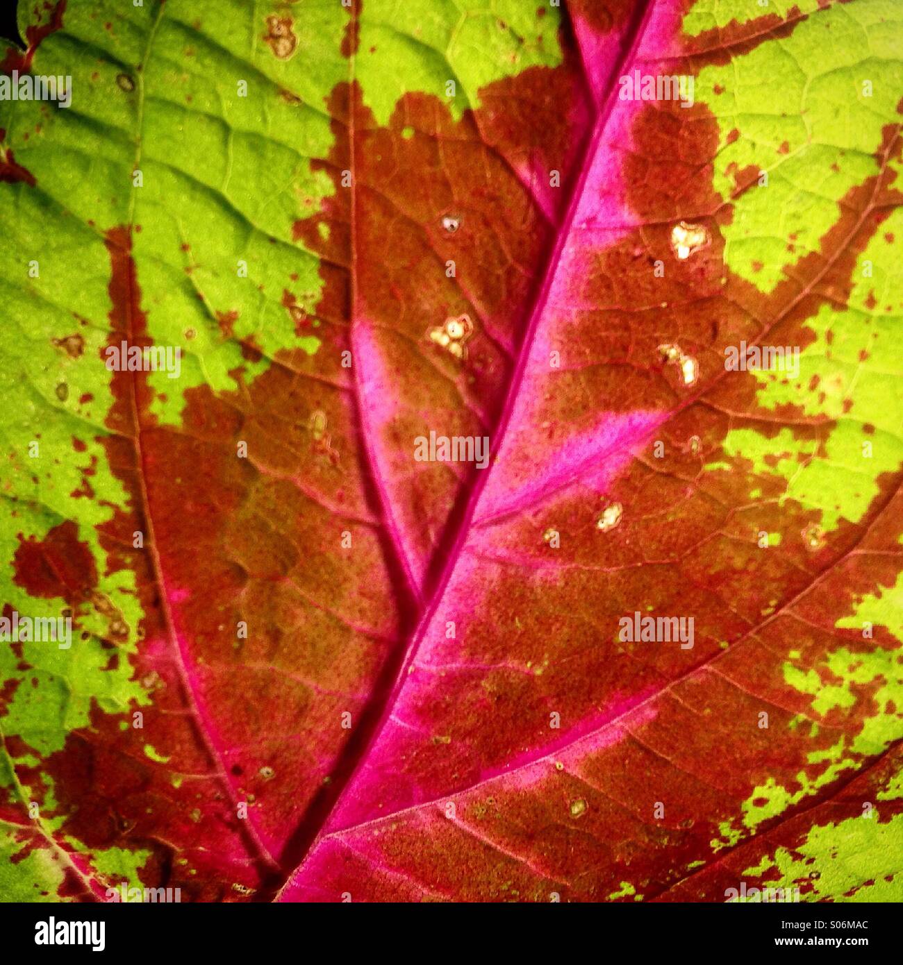 Detail of a leaf with purple veins in Colonia Roma, Mexico City, Mexico Stock Photo