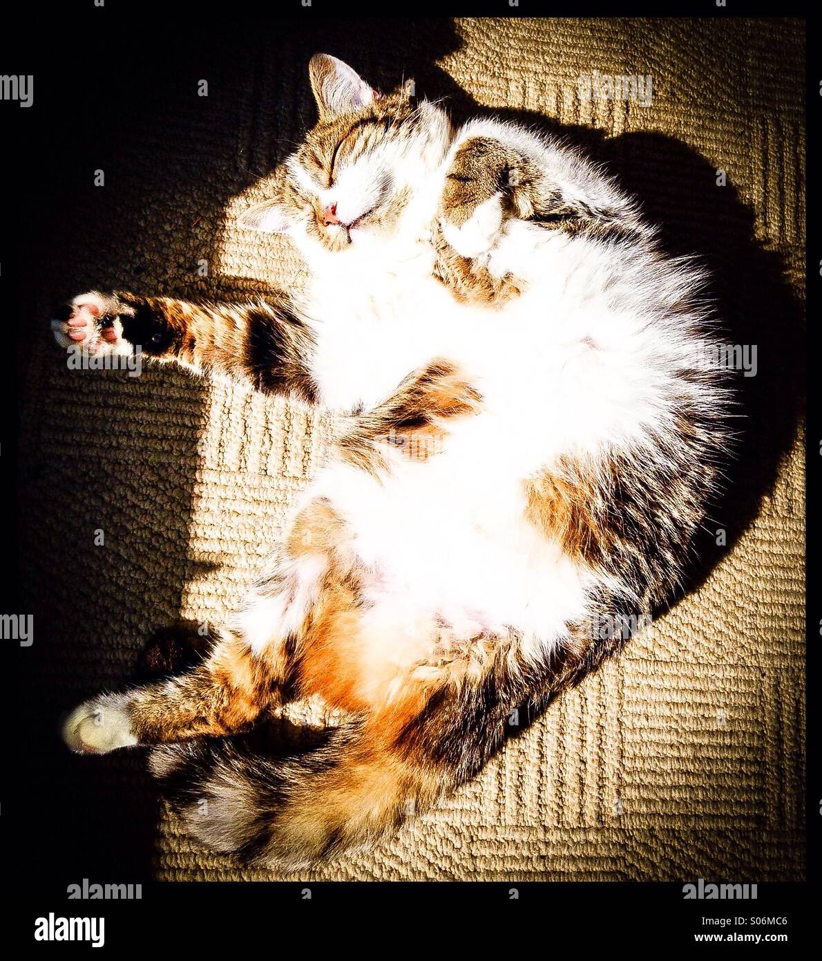 Cat with 3 legs sunbathing Stock Photo