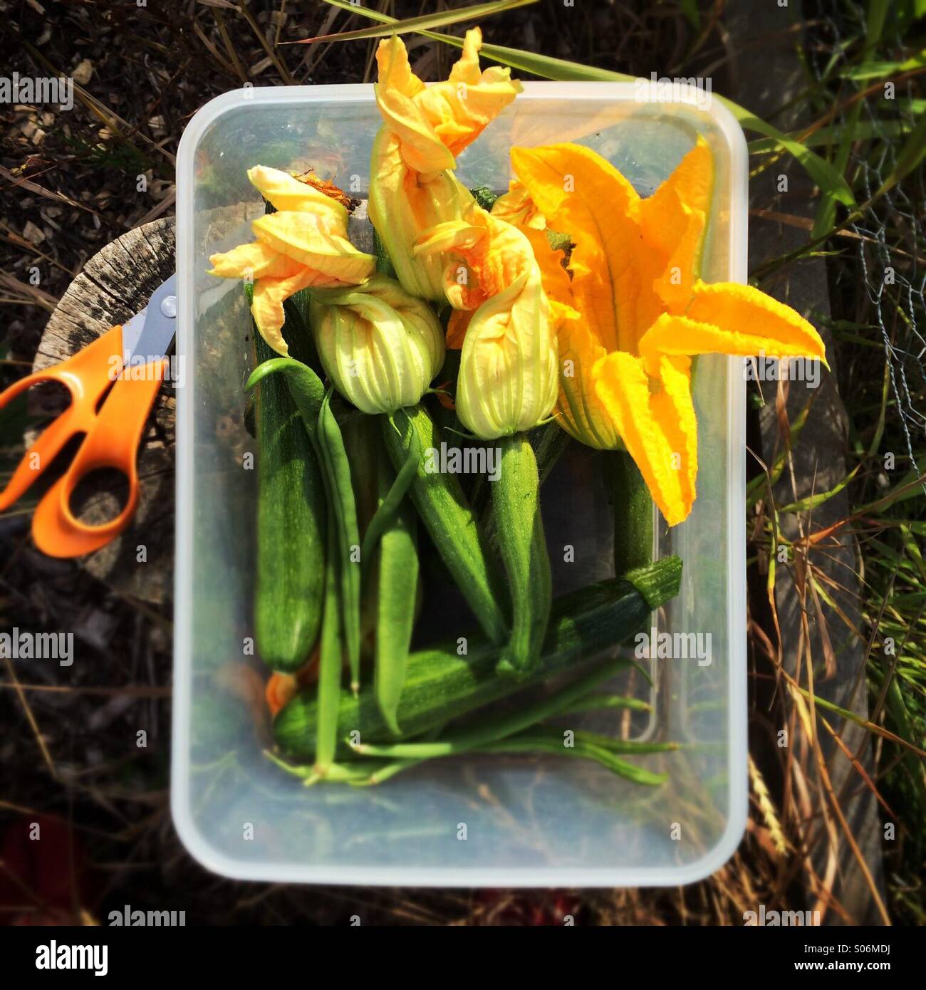 Courgette fruit and edible flower Stock Photo Alamy
