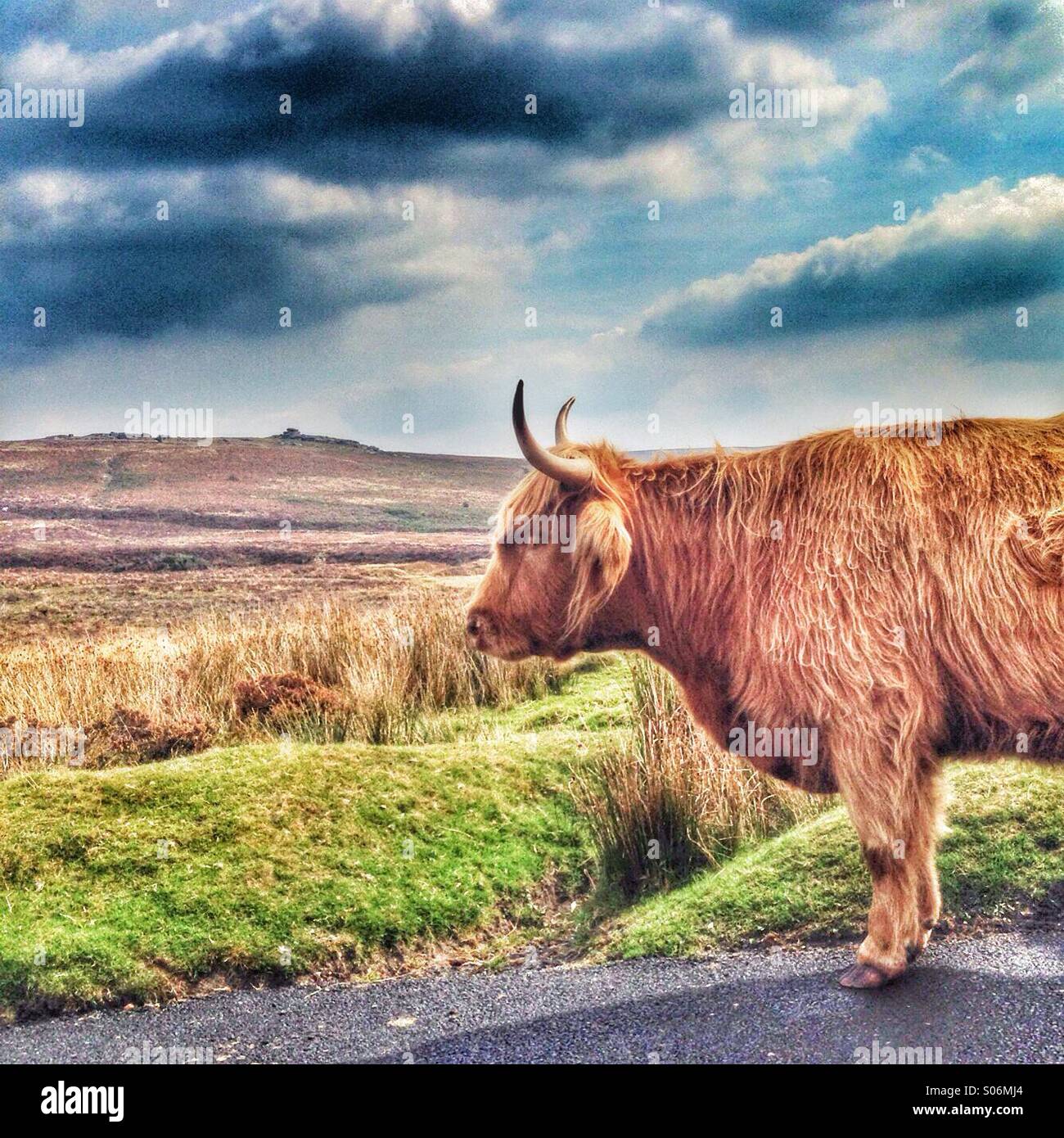 Highland cow on Dartmoor Stock Photo