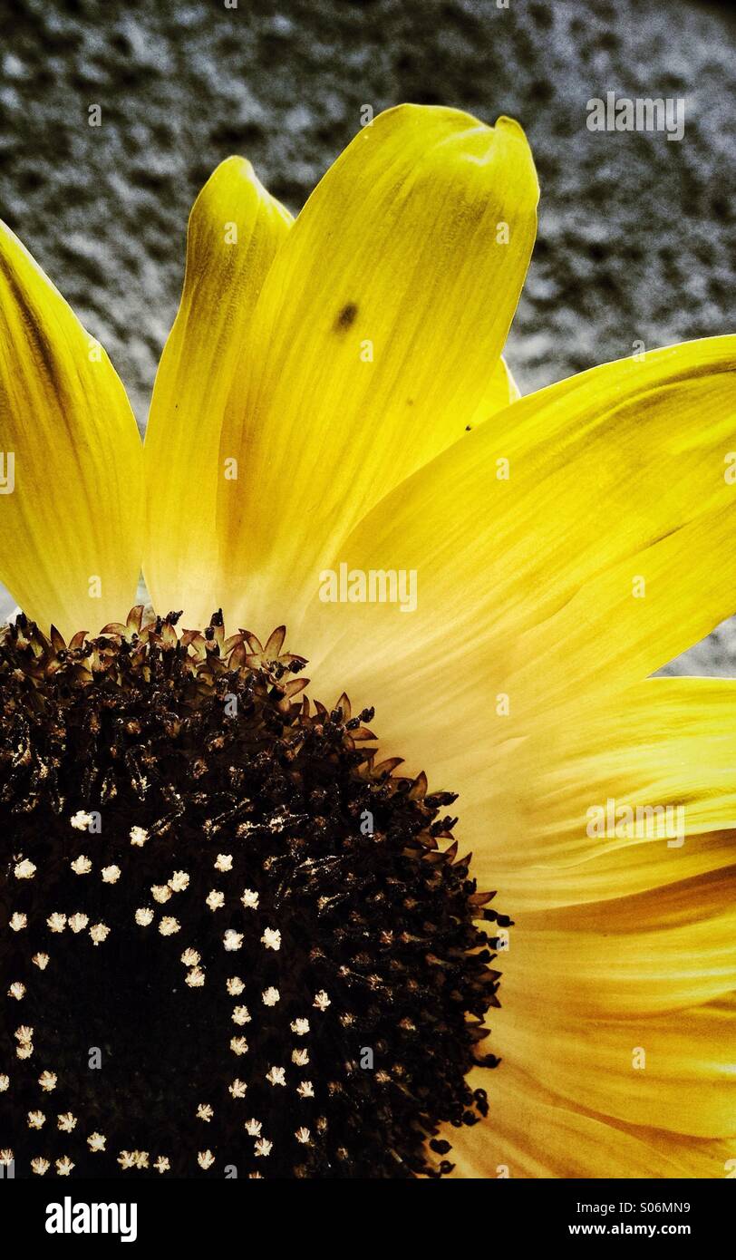 Sunflower detail Stock Photo