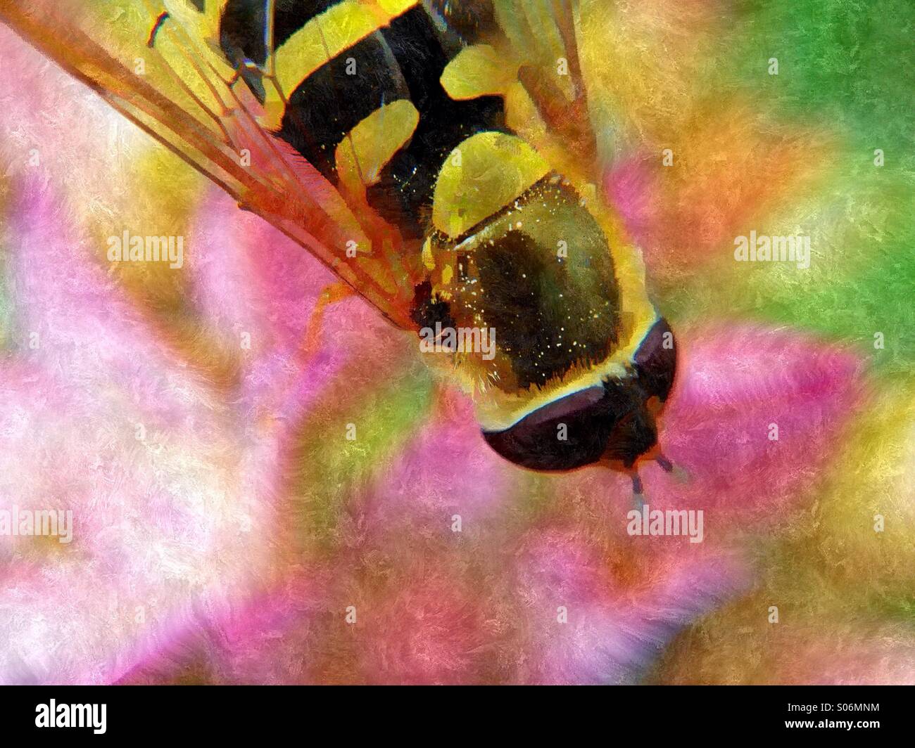 Pollen collecting insects hi-res stock photography and images - Alamy