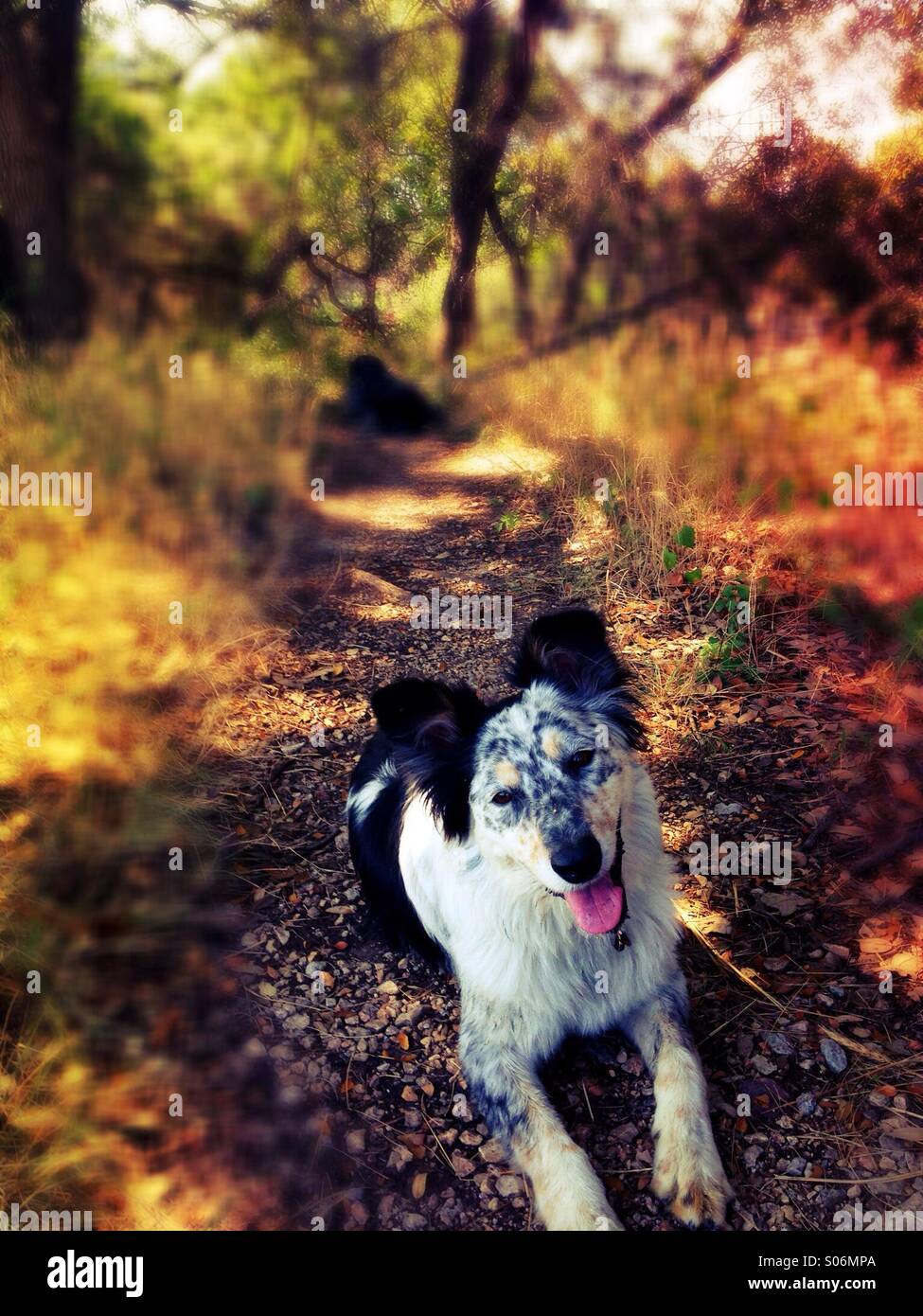 Dog with head tilted to the side hi-res stock photography and images